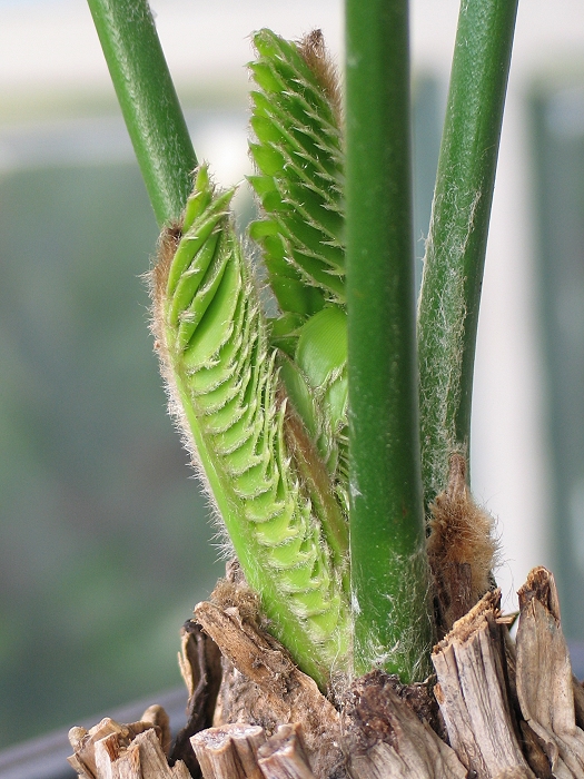 Encephalartos altensteinii robust