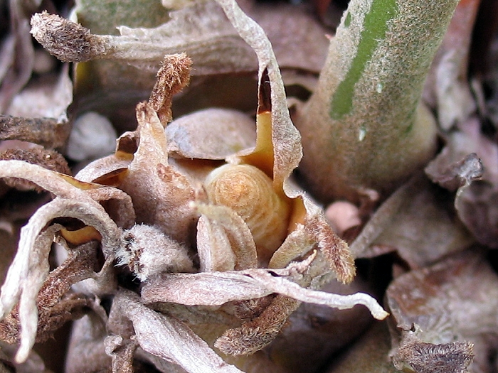 Zamia furfuracea cone