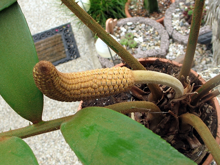 Zamia furfuracea