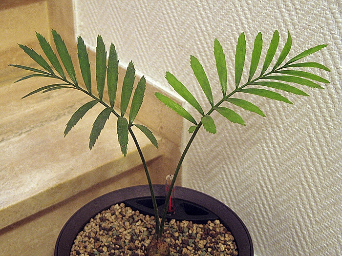Encephalartos umbeluziensis