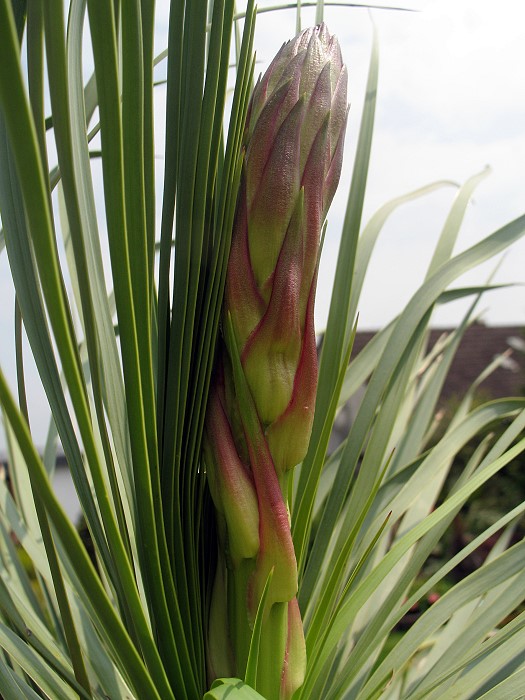 Yucca rostrata Blüte