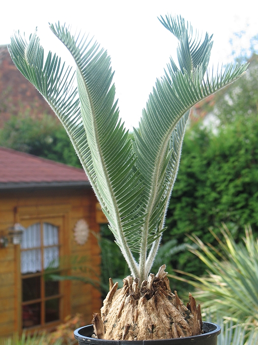 Encephalartos lanatus