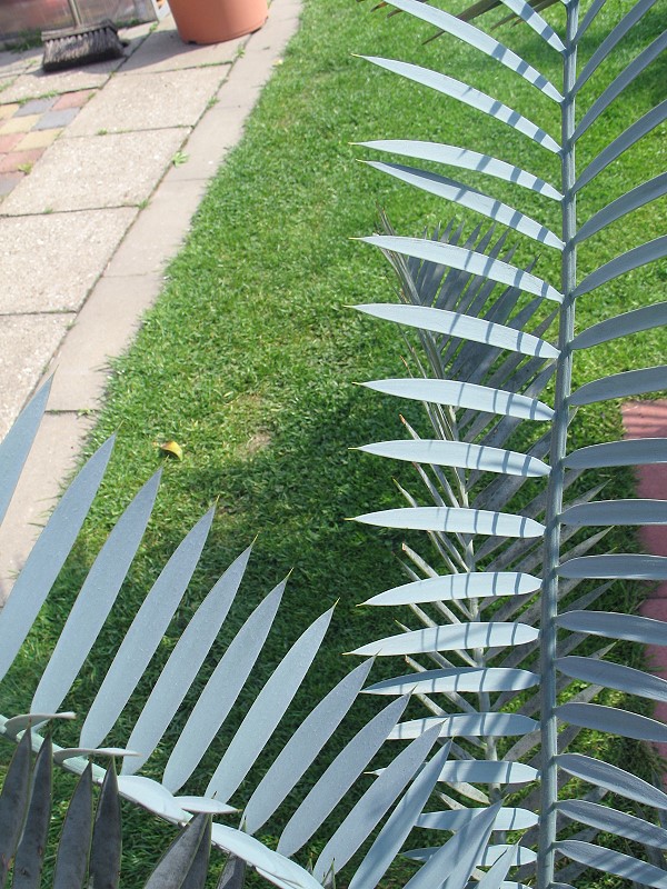 Encephalartos lehmannii