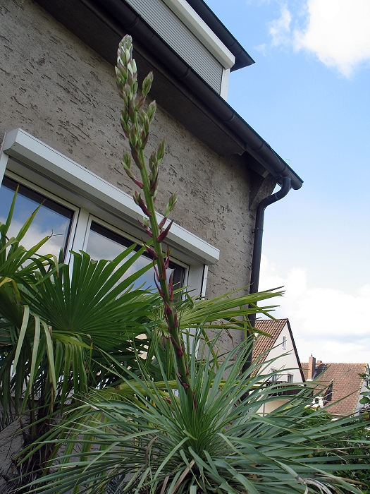 Yucca rostrata Blüte