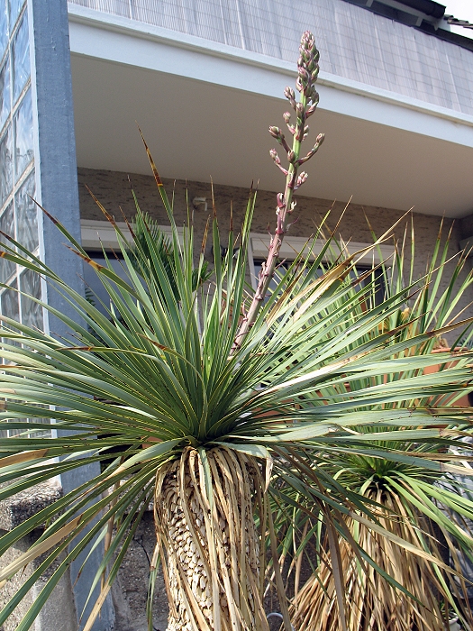 Yucca rostrata Blüte