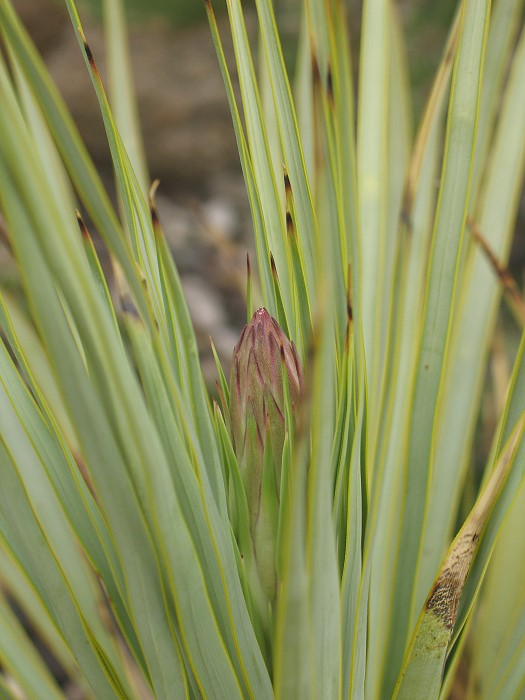 Yucca rostrata Blüte