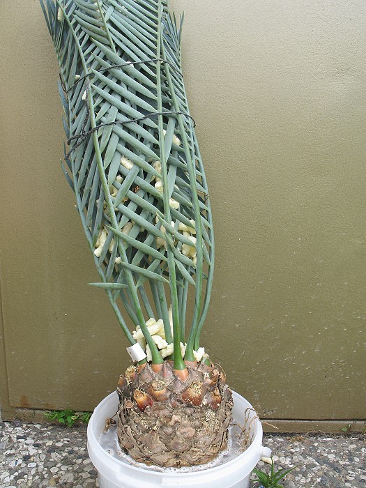 Encephalartos lehmannii