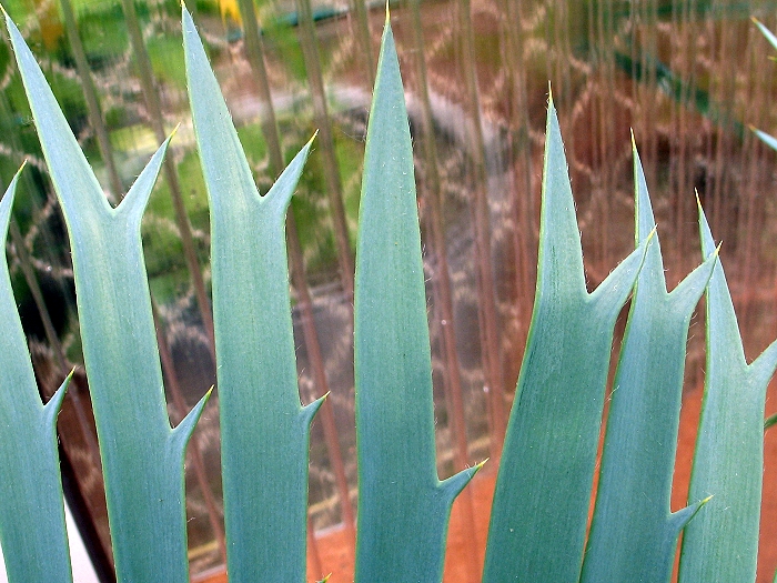 Encephalartos trispinosus silver