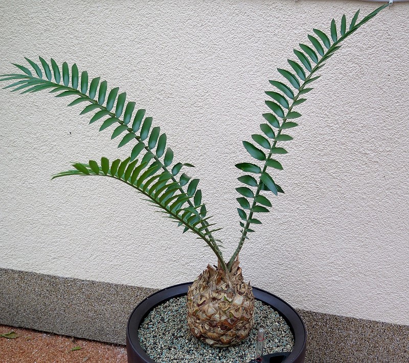 Encephalartos altensteinii