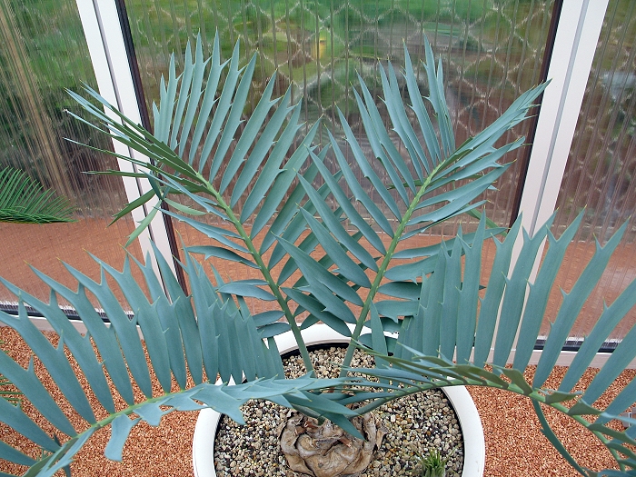 Encephalartos trispinosus silver