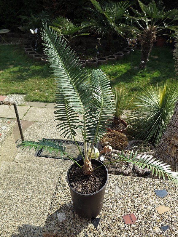 Dioon merolae (Golden Oaxacan)